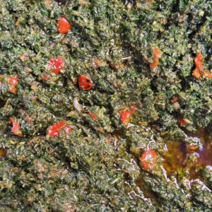 Chimichurri (250g)